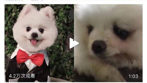狗狗最新爆料视频下载免费  第3张